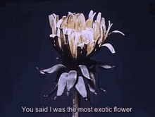 Flower Quote GIF - Flower Quote You Said I Was The Most Exotic Flower GIFs