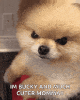 a pomeranian dog is being held in someone 's arms and says i 'm bucky and much cuter momma