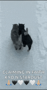Cats Snow GIF - Cats Snow Best Friends GIFs