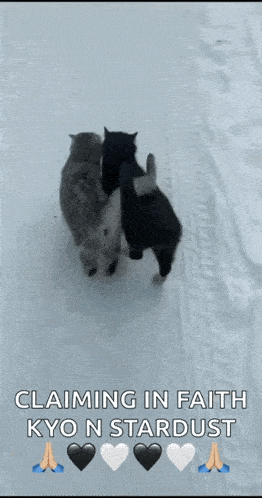 Cat Top GIF - Cat Top Like - Discover & Share GIFs