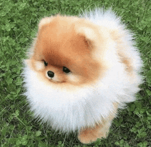 What The Fluff GIF - What The Fluff GIFs