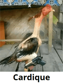 a picture of a chicken with a gun and the word cardique