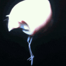 a flamingo 's head is visible in the dark