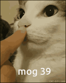 Mog39 Cat Gif GIF - Mog39 Mog 39 GIFs
