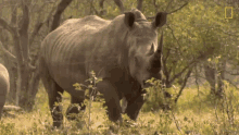 Looking The Bullying Bull Rhino GIF - Looking The Bullying Bull Rhino World Rhino Day GIFs