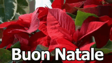 Stella Di Natale Buon Natale Vigilia Di Natale Buone Feste Babbo Natale Pianta GIF - Poinsettia Happy Christmas Christmas Eve GIFs