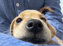 Dog Puppy GIF - Dog Puppy Sleepy GIFs