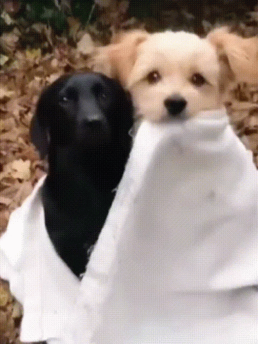 do dogs hug each other