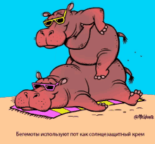 Hippos Sunscreen GIF - Hippos Sunscreen Massage GIFs