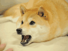Doge_coin GIF - Doge_coin GIFs
