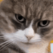 a close up of a cat 's face with a serious look on his face .