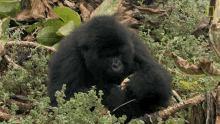 Eating Top3mountain Gorilla Moments GIF - Eating Top3mountain Gorilla Moments World Gorilla Day GIFs