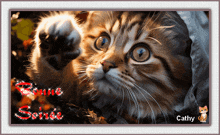 a picture of a cat with the name cathy on the bottom right