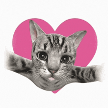 Cat Hug GIF - Cat Hug Kiss GIFs