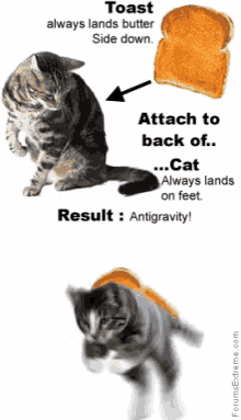 Cat Attack To Back GIF