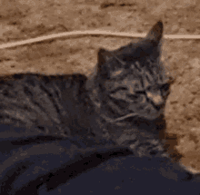 Khleo Cat GIF - Khleo Cat Uninterested GIFs
