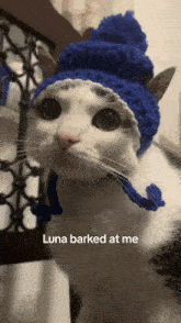 Plink Crunchycat GIF - Plink Crunchycat Luna GIFs
