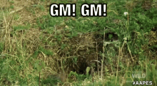 Gm Gmgm GIF - Gm Gmgm Nft GIFs