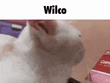 Wilco Wilco Music GIF
