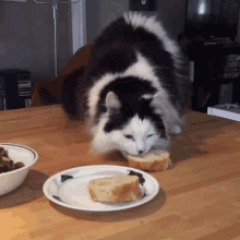 Theoreocat Bread GIF - Theoreocat Bread Cat GIFs