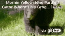 morning good morning mornin yellowstone wheres my grog bear