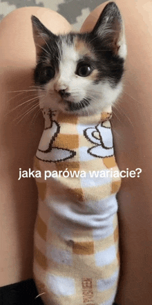 a cat wrapped in a sock with the words jaka parowa wariacie