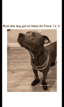 Goal Dog GIF - Goal Dog Air Force1 GIFs
