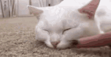 Cat Nose GIF - Cat Nose Sleeping GIFs