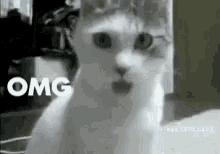 Cat Omg GIF - Cat Omg Shocked GIFs