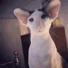 Katlo Ren Cat GIF - Katlo Ren Cat Cute GIFs