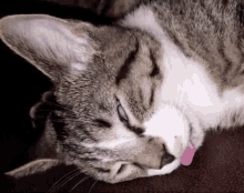 Tired Cat Tire GIF - Tired Tire Cat Tire GIFs