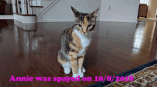 Do Cats Have Periods After Being Spayed GIF - Do Cats Have Periods After Being Spayed GIFs