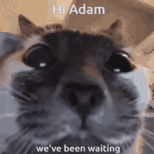 Hi Adam Adam GIF - Hi Adam Adam Benelson17 GIFs