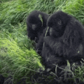 a couple of monkeys sitting in the grass