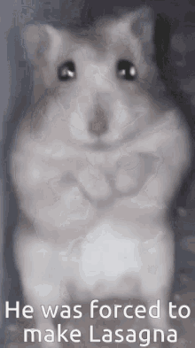 Hamster Hampter GIF