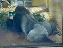 a gorilla is laying down with a tablet on its head .