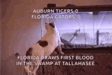 Auburn Tigers Florida Gators GIF - Auburn Tigers Florida Gators Funny Animals GIFs