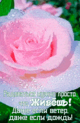 пожелание цветы GIF - пожелание цветы роза GIFs