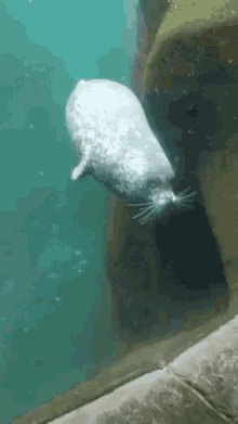 Seal Fail GIF - Seal Fail GIFs