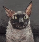 Pixel Cat Uwu GIF - Pixel Cat Uwu Noor GIFs
