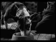 Frankenweenie Tim Burton GIF - Frankenweenie Tim Burton Short GIFs