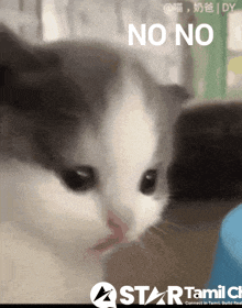 a close up of a cat 's face with the words no no above it