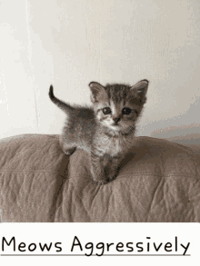 Pcrit Cute GIF - Pcrit Cute Cat GIFs