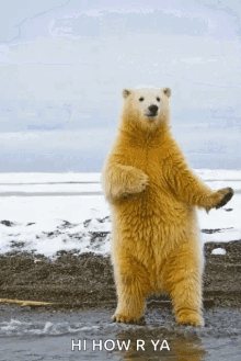 dance polarbear bear snow happy
