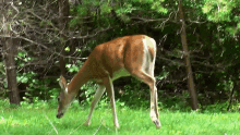 White Tail Deer Therian GIF
