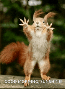 a picture of a squirrel with the words good morning sunshine written below it