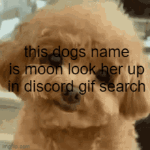 Moon Dog GIF - Moon Dog GIFs