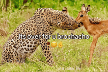 a picture of a leopard and a deer with the caption " its over for u brochecho "