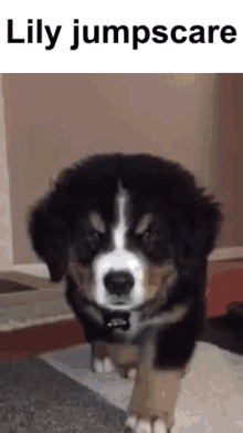 Lily Bernese Mountain Dog GIF - Lily Bernese Mountain Dog Jumpscare GIFs
