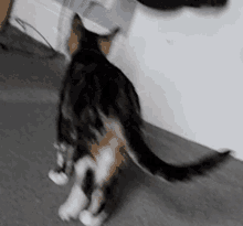 Cat Escape GIF - Cat Escape Leave GIFs
